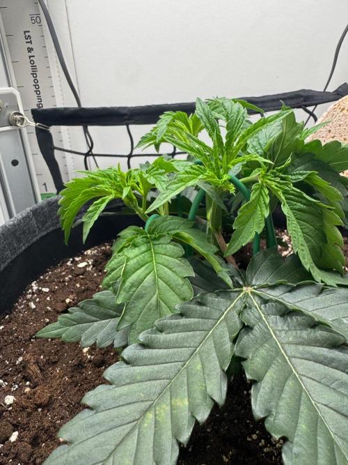 Puff Pastry by Humboldt Seed Co.. Week 4 - Day 28