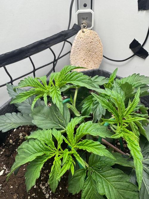 Puff Pastry by Humboldt Seed Co.. Week 4 - Day 28