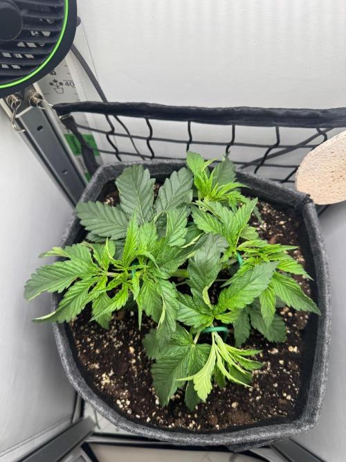 Puff Pastry by Humboldt Seed Co.. Week 5 - 01/September 2026: Day 30 Veg