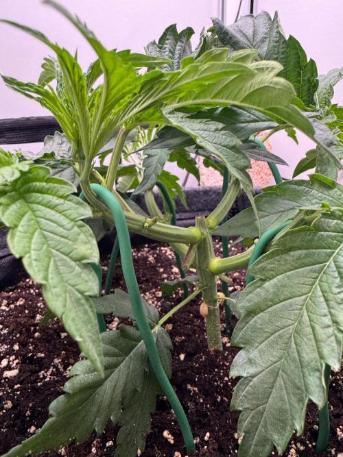 Puff Pastry by Humboldt Seed Co.. Week 5 - Day 30 Veg
