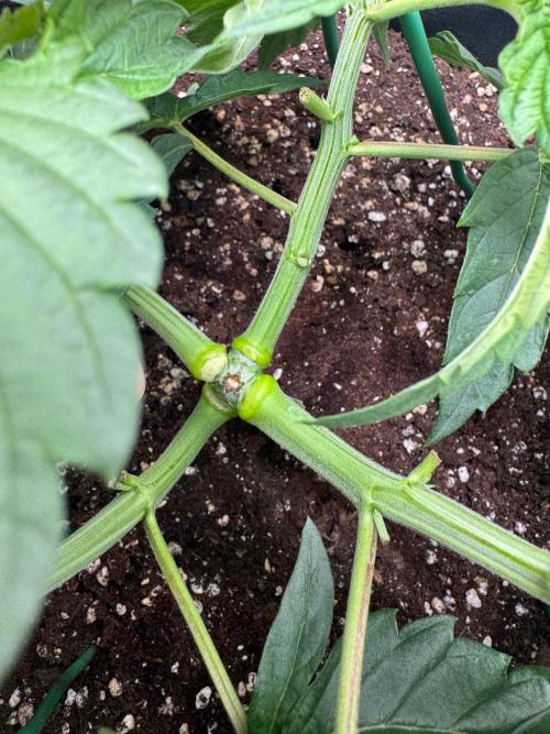 Puff Pastry by Humboldt Seed Co.. Week 5 - Day 32 Veg