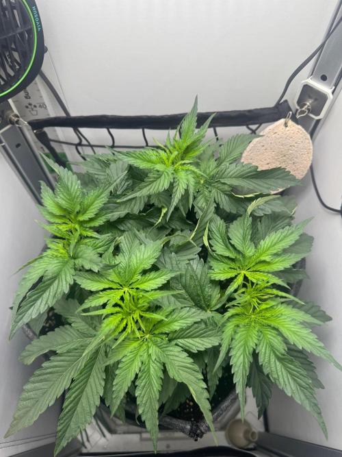 Puff Pastry by Humboldt Seed Co.. Week 5 - 06/September: Day 35 Veg / Day 0 Flower