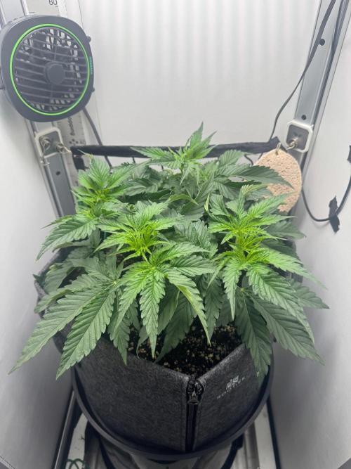Puff Pastry by Humboldt Seed Co.. Week 5 - Day 35 Veg / Day 0 Flower