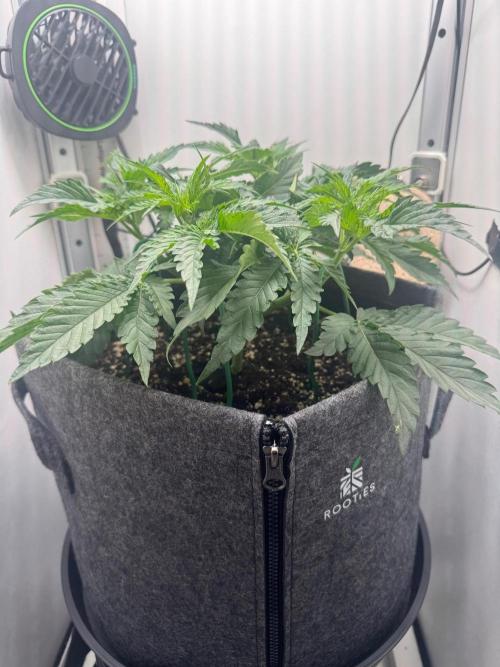 Puff Pastry by Humboldt Seed Co.. Week 5 - Day 35 Veg / Day 0 Flower