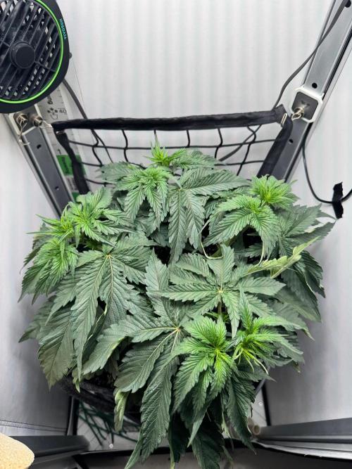 Puff Pastry by Humboldt Seed Co.. Week 6 - 10/September 2026: Day 4