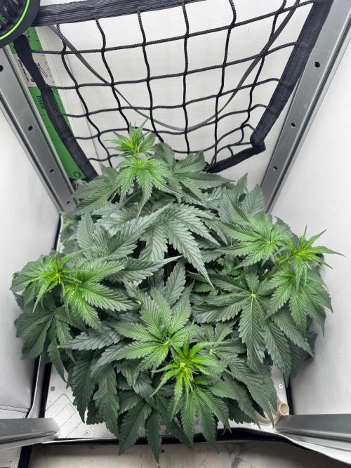 Puff Pastry by Humboldt Seed Co.. Week 6 - 14/September 2026: Day 8