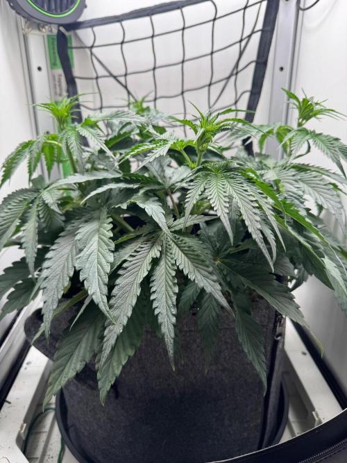 Puff Pastry by Humboldt Seed Co.. Week 6 - Day 8