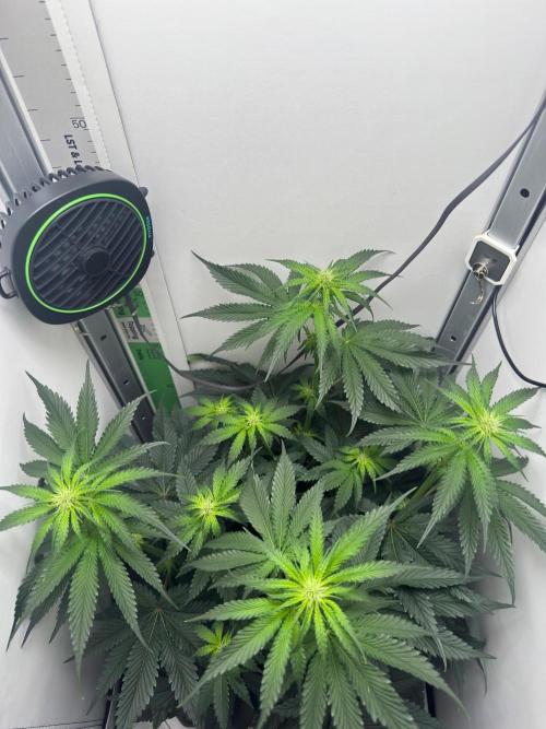 Puff Pastry by Humboldt Seed Co.. Week 7 - 20/September 2026: Day 14