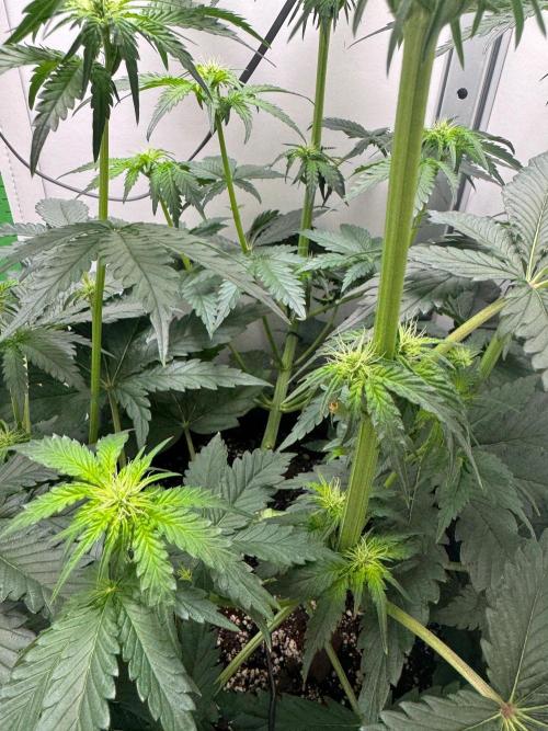 Puff Pastry by Humboldt Seed Co.. Week 7 - Day 14