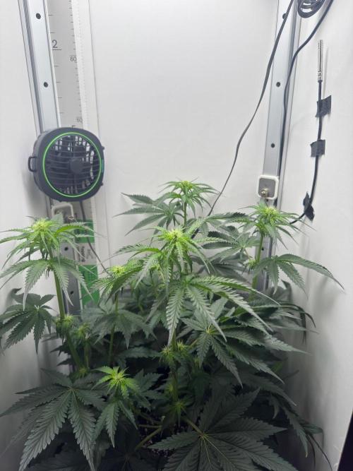 Puff Pastry by Humboldt Seed Co.. Week 7 - Day 14