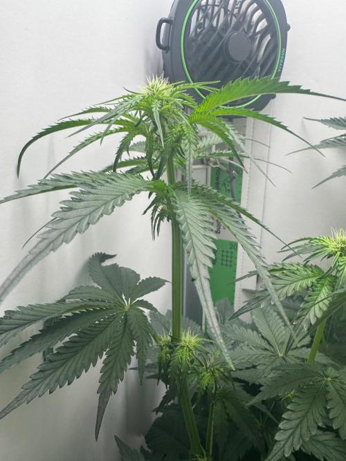 Puff Pastry by Humboldt Seed Co.. Week 7 - Day 14