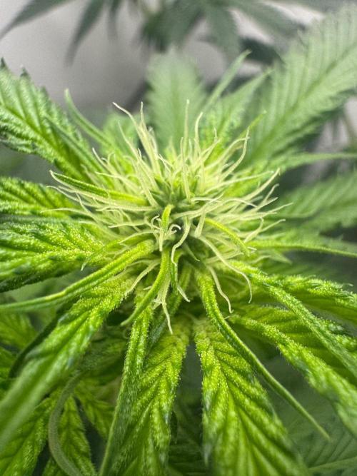 Puff Pastry by Humboldt Seed Co.. Week 7 - Day 14