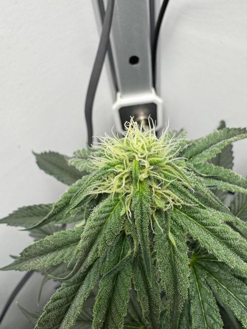 Puff Pastry by Humboldt Seed Co.. Week 8 - Day 21