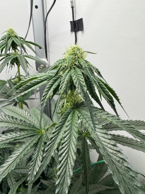 Puff Pastry by Humboldt Seed Co.. Week 8 - Day 21
