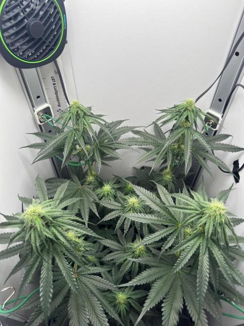 Puff Pastry by Humboldt Seed Co.. Week 8 - Day 21