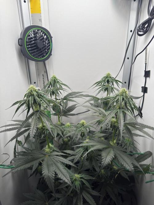 Puff Pastry by Humboldt Seed Co.. Week 8 - Day 21