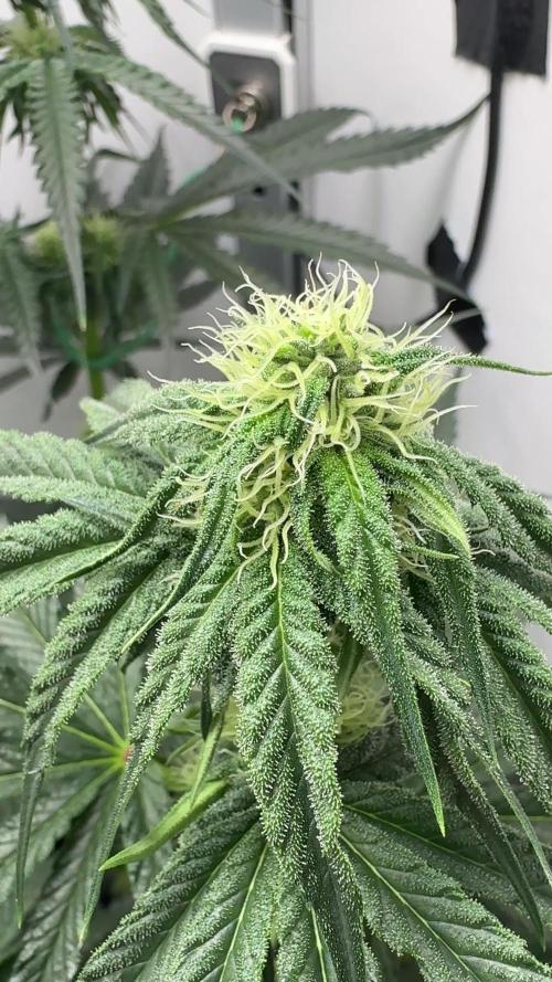 Puff Pastry by Humboldt Seed Co.