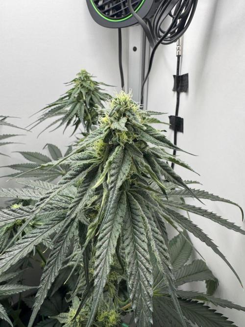 Puff Pastry by Humboldt Seed Co.. Week 9 - Day 28