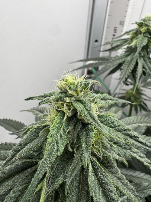 Puff Pastry by Humboldt Seed Co.. Week 9 - Day 28
