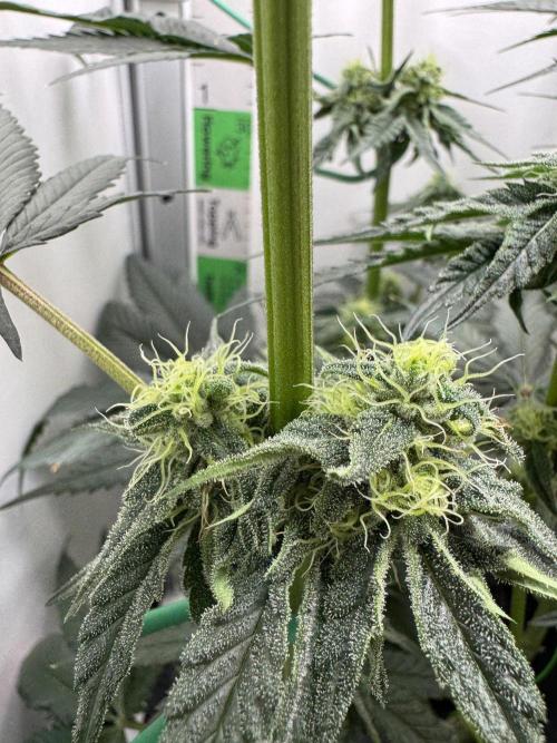 Puff Pastry by Humboldt Seed Co.. Week 9 - Day 28