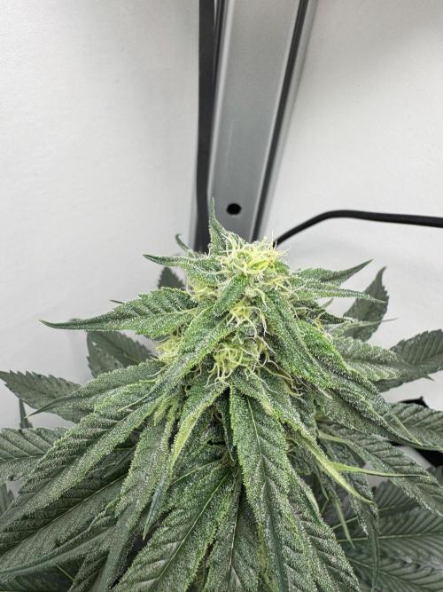 Puff Pastry by Humboldt Seed Co.. Week 9 - Day 28