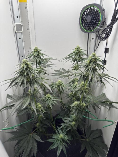 Puff Pastry by Humboldt Seed Co.. Week 9 - Day 28