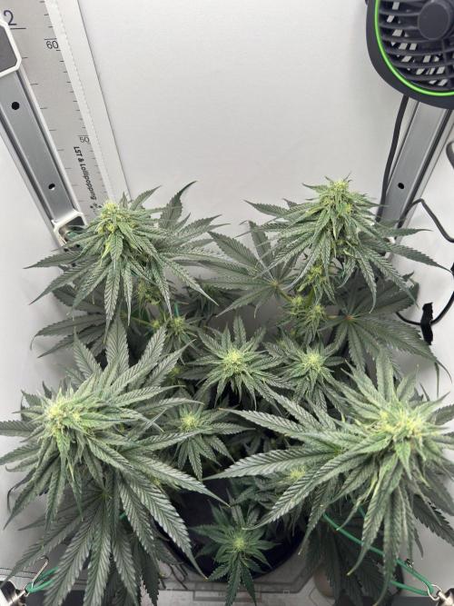 Puff Pastry by Humboldt Seed Co.. Week 9 - Day 28