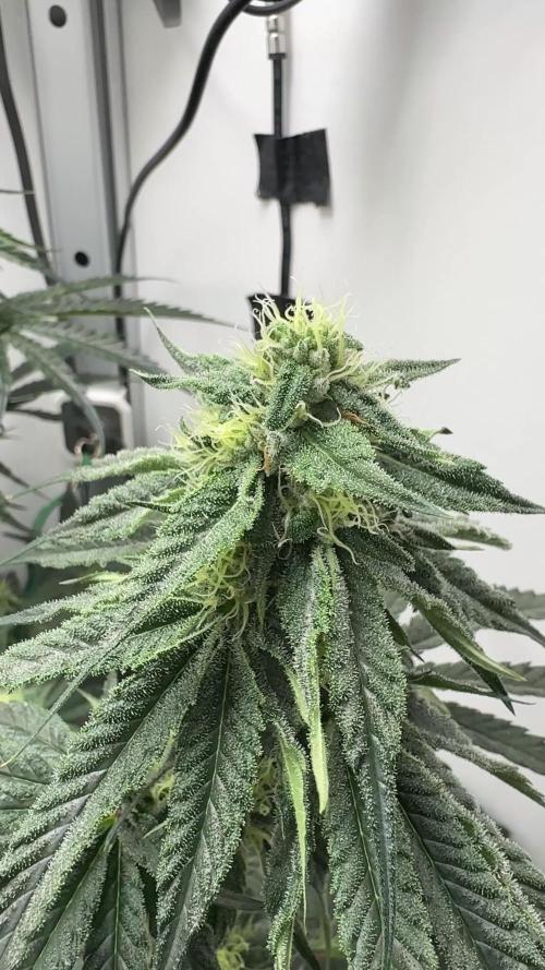 Puff Pastry by Humboldt Seed Co.