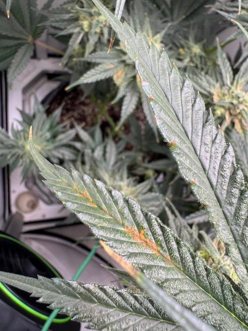 Puff Pastry by Humboldt Seed Co.. Week 10 - Day 36