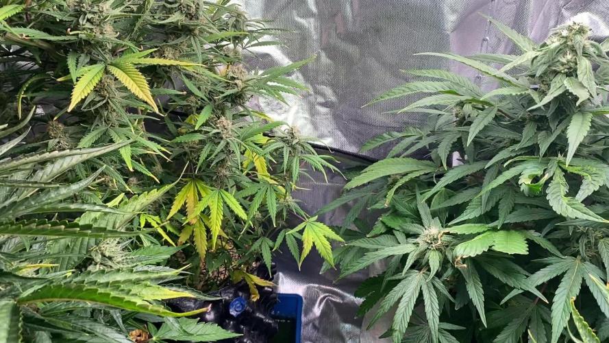 WestCoastOG auto indoor LED 240 W