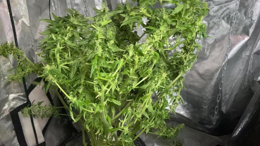 WestCoast Og Auto Hydro + 7ch PinkRozay Auto LED