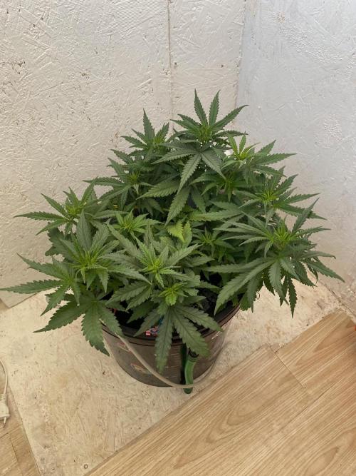 Diesel lover. Week 7 - D50