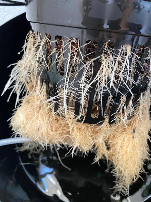 Diesel lover. Week 7 - D50-1