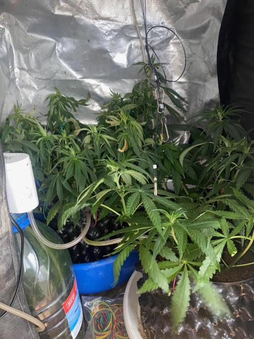 Diesel lover. Week 7 - D52-1