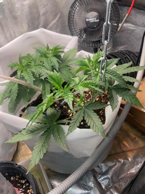 Diesel lover. Week 7 - D52-2