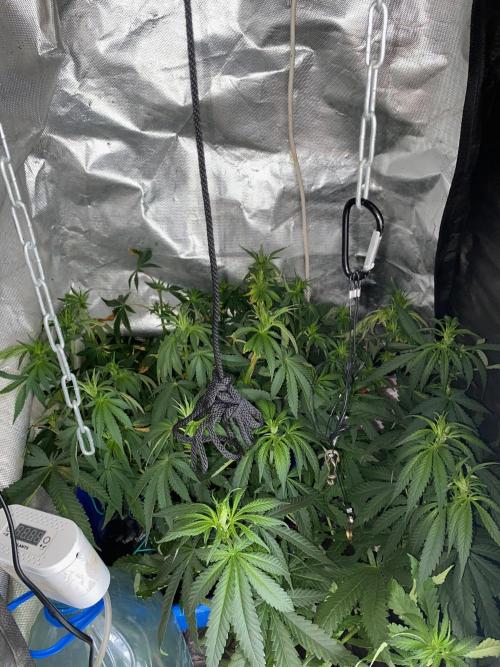 Diesel lover. Week 8 - D55-1