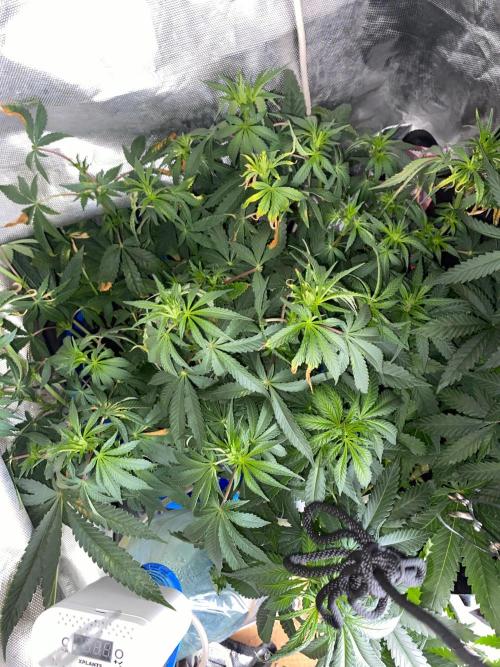 Diesel lover. Week 8 - D55-2