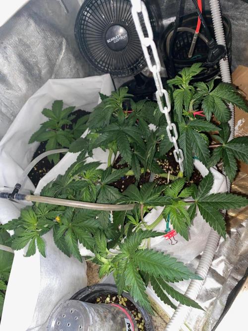 Diesel lover. Week 8 - D55-3