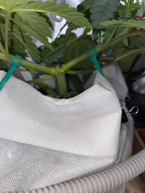 Diesel lover. Week 8 - D55-4