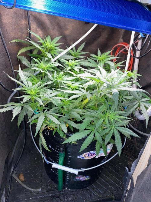 Diesel lover. Week 8 - D55-5