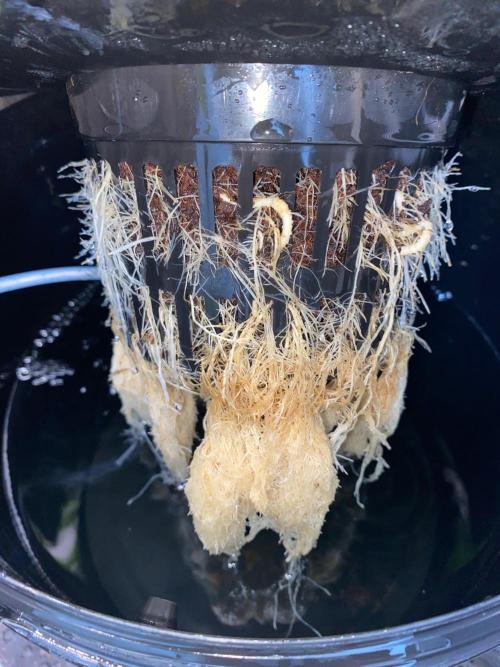 Diesel lover. Week 8 - D55-6