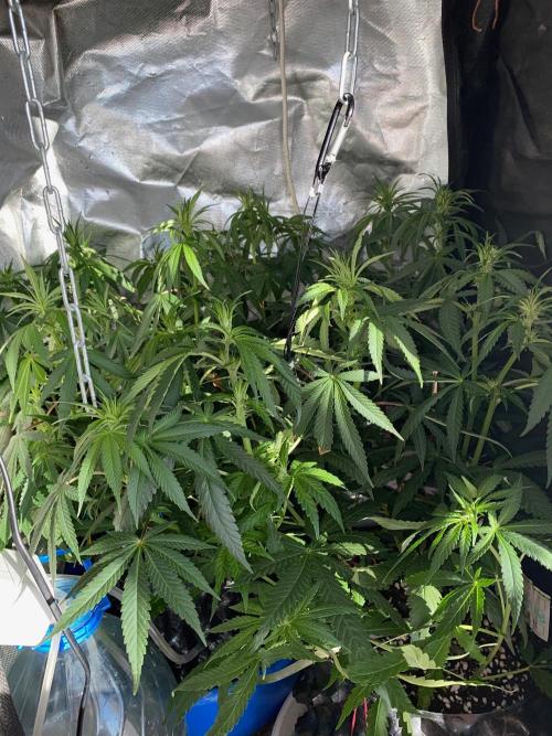 Diesel lover. Week 8 - D59-1