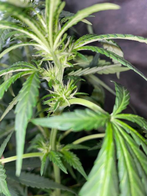 Diesel lover. Week 8 - D59-2