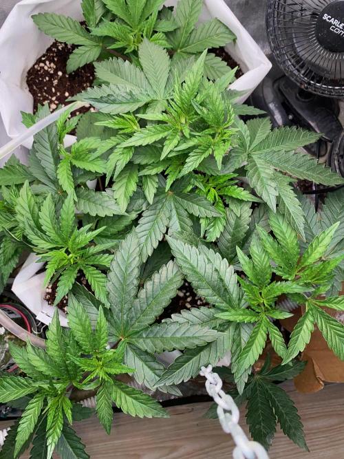 Diesel lover. Week 8 - D59-3