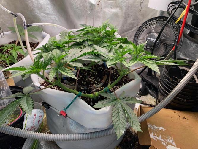 Diesel lover. Week 8 - D59-4