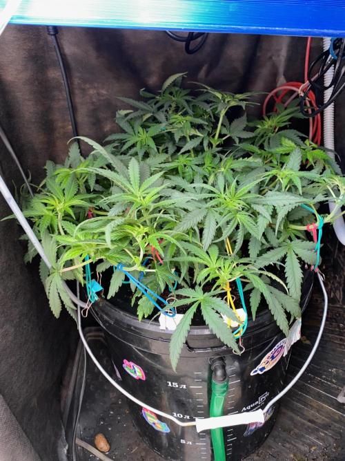 Diesel lover. Week 8 - D59-5