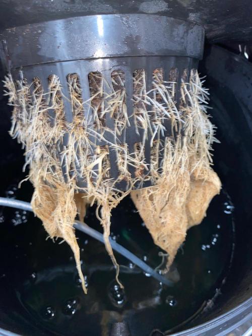 Diesel lover. Week 8 - D59-6