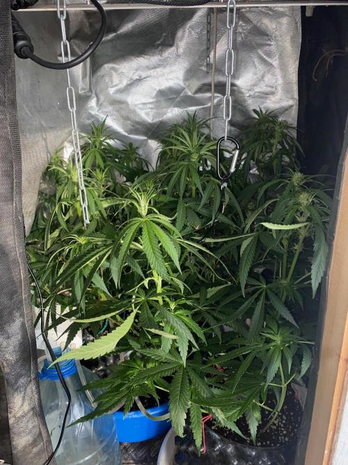 Diesel lover. Week 9