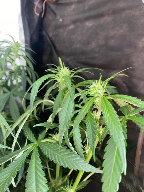 Diesel lover. Week 9