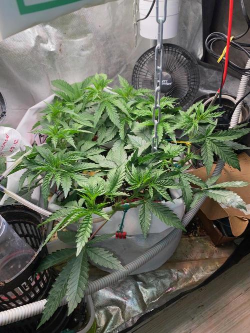 Diesel lover. Week 9